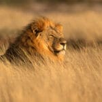 Facts About The Savanna