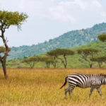 Grasslands