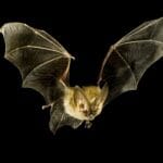 Group of Bats_1
