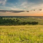 Savannas and Grasslands