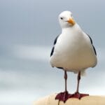 Seagulls _1