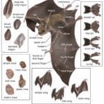 Unveiling the Secrets of Bat Lifespans
