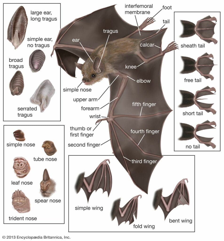 Unveiling the Secrets of a Bat's Lifespan