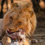 What Do Lions Eat in the Savanna