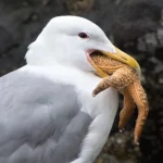 What Do Seagulls Eat in the Ocean