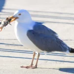 What Do Seagulls Taste Like