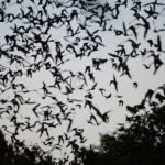 What is a Flock of Bats Called