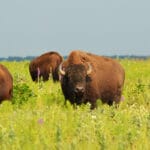 Why Are Grasslands Important
