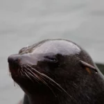 10 Interesting Facts About Seals