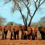 10-amazing-facts-about-africa