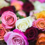 10-amazing-facts-about-flowers