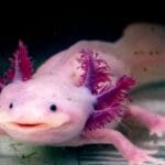 10-facts-about-axolotls