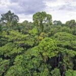 10-facts-about-the-rainforest