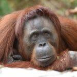 10-fun-facts-about-orangutans