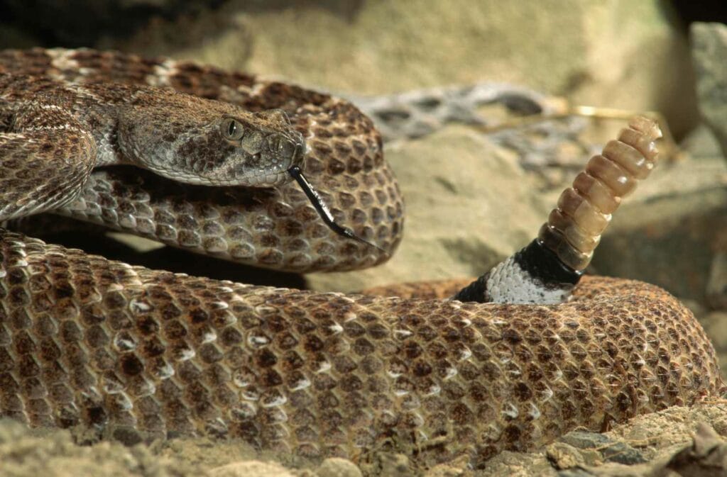 10 Rattlesnake Revelations: Unveiling Fascinating Facts About These ...