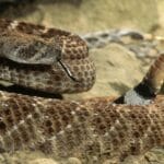 10-interesting-facts-about-rattlesnakes