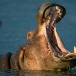 20-fun-facts-about-hippos