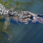 Alligators in the Lake of the Ozarks
