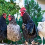Do Chickens Dream