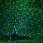 Do Peacocks Eat Snakes