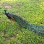 Do People Eat Peacocks