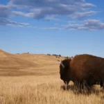 Fun Facts About the Midwest