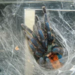 Green Bottle Blue Tarantula Aggression
