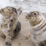 How Do Seals Communicate