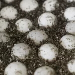 How Many Eggs Do Painted Turtles Lay