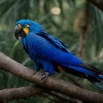How Much is a Blue Macaw Bird
