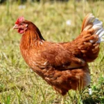 Interesting Facts About Chickens
