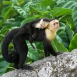Lifespan of Capuchin Monkeys
