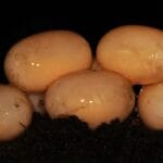 Painted Turtle Eggs