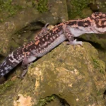 Tokashiki Gecko Facts