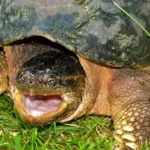 What do Snapping Turtles Eat