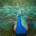 What is a Flock of Peacocks Called