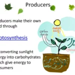 What is a Producer in Science