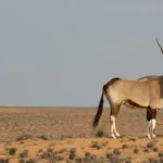 abiotic-animals-in-the-desert