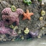 animals-in-the-littoral-zone