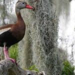black-bellied-whistling-duck-fun-facts