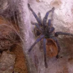 blue-green-bottle-tarantula