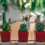 cactus-facts-for-preschoolers