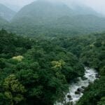compare-and-contrast-temperate-and-tropical-rainforests