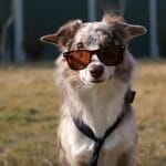 cool-facts-about-border-collies