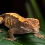 crested-gecko-fun-facts