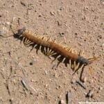 desert-bugs