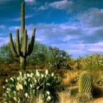 desert-flora-nyt