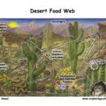 desert-producers