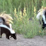 do-skunks-eat-bird-seed