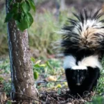 do-skunks-eat-eggs